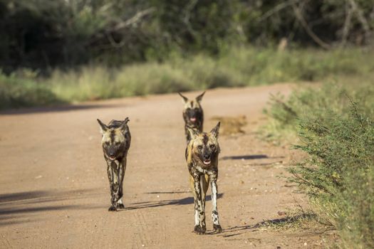 African wild dog running on gravel road in Kruger National park, South Africa ; Specie Lycaon pictus family of Canidae