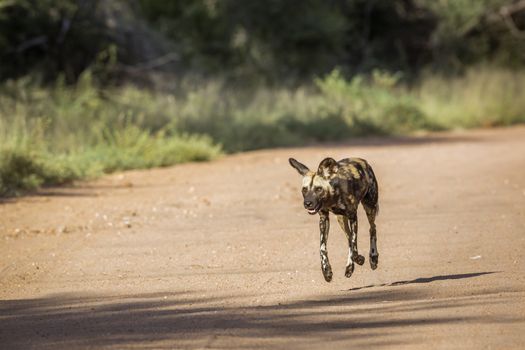 African wild dog in Kruger National park, South Africa ; Specie Lycaon pictus family of Canidae