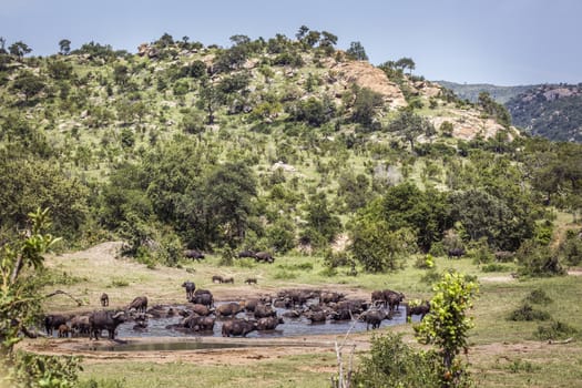 African buffalo herd in waterhole in Kruger National park, South Africa ; Specie Syncerus caffer family of Bovidae