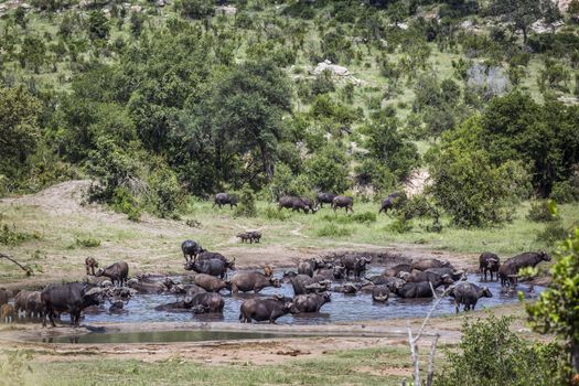 African buffalo herd in waterhole in Kruger National park, South Africa ; Specie Syncerus caffer family of Bovidae
