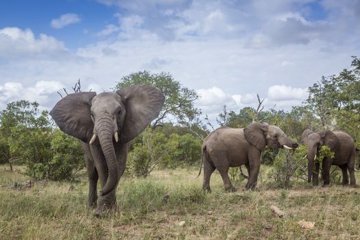 African bush elephant charging in green savannah in Kruger National park, South Africa ; Specie Loxodonta africana family of Elephantidae