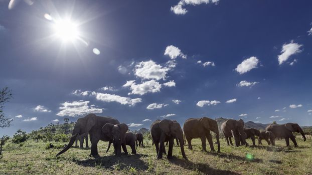 African bush elephant small herd in backlit in Kruger National park, South Africa ; Specie Loxodonta africana family of Elephantidae