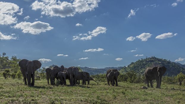 African bush elephant small herd in backlit in Kruger National park, South Africa ; Specie Loxodonta africana family of Elephantidae