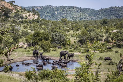 African bush elephant and african buffalo in waterhole in Kruger National park, South Africa ; Specie Loxodonta africana family of Elephantidae