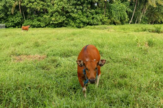 Brown cow standing in green field with tall grass. Young heifer looks into the camera lens. Beef cattle tied with blue rope. Cow grazes on meadow with grass. Bali Island, Indonesia.