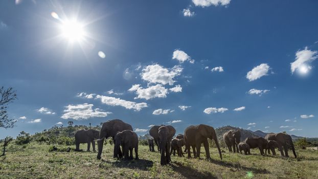 African bush elephant small herd in backlit in Kruger National park, South Africa ; Specie Loxodonta africana family of Elephantidae