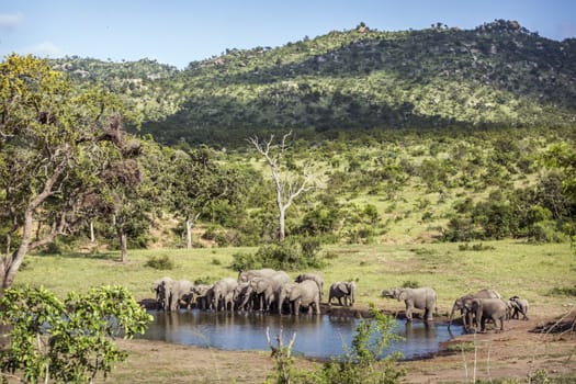 African bush elephant herd in beauty scenery in Kruger National park, South Africa ; Specie Loxodonta africana family of Elephantidae