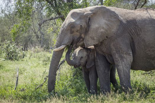 African bush elephant mother and baby in Kruger National park, South Africa ; Specie Loxodonta africana family of Elephantidae