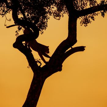 Leopard jumping down a tree in twilight in Kruger National park, South Africa ; Specie Panthera pardus family of Felidae