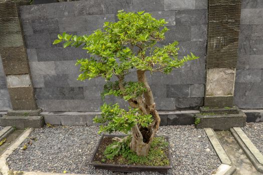 Young ornamental bonsai plant in a pot on natural stones. The deciduous bonsai decorates the stone wall at the Balinese house. Small deciduous bonsai in black pot built on a stone on black background.