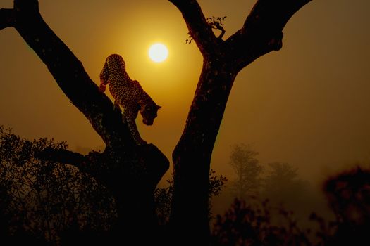 Leopard get down a tree at sunrise in Kruger National park, South Africa ; Specie Panthera pardus family of Felidae