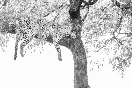 Leopard Lying down in a tree in Kruger National park, South Africa ; Specie Panthera pardus family of Felidae