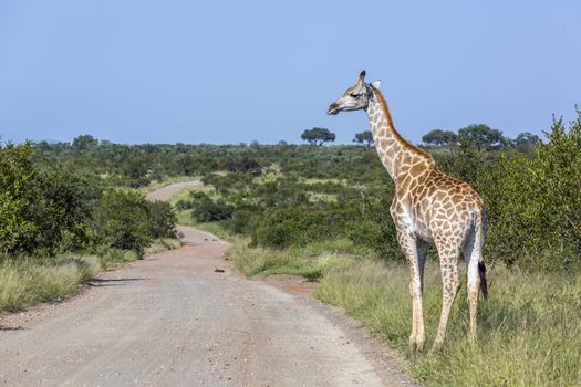 Giraffe crossing safari gravel road in Kruger National park, South Africa ; Specie Giraffa camelopardalis family of Giraffidae
