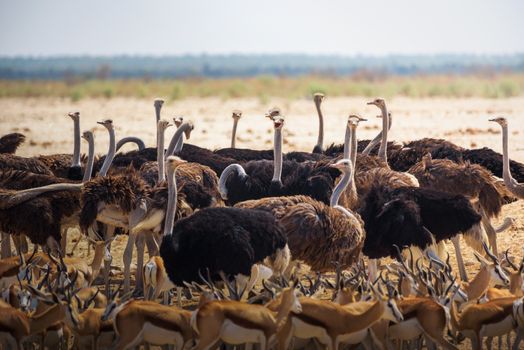 Group of ostriches and springbok antelopes gathered around a waterhole in Etosha National Park, Namibia. Etosha is known for its waterholes overfilled with wild animals drinking water.