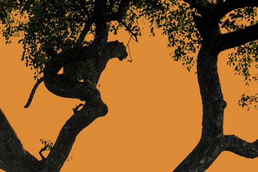 Leopard sitting in a tree at twilight in Kruger National park, South Africa ; Specie Panthera pardus family of Felidae