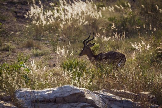 Common Impala in backlit grass in Kruger National park, South Africa ; Specie Aepyceros melampus family of Bovidae