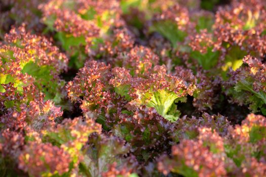 Fresh Red Oak lettuce leaves, Salads vegetable hydroponics farm.