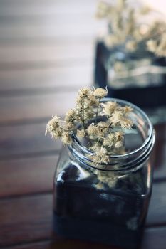 white plant in jar