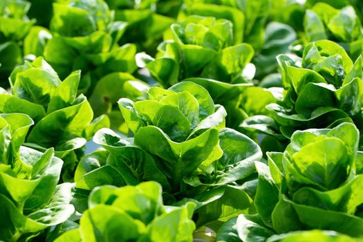 Fresh Butterhead lettuce leaves, Salads vegetable in the agricultural hydroponics farm.