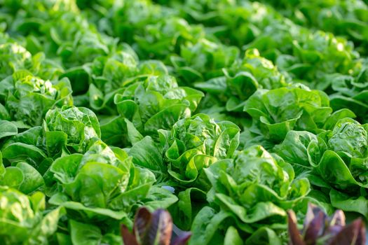 Fresh Butterhead lettuce leaves, Salads vegetable hydroponics in the agricultural farm.