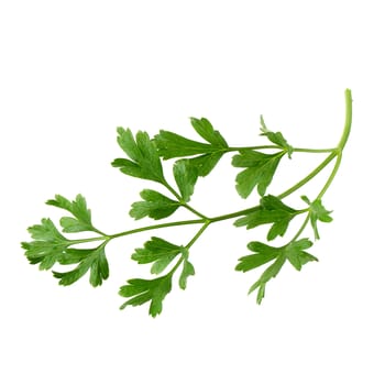 parsley fresh herb isolated on a white background.