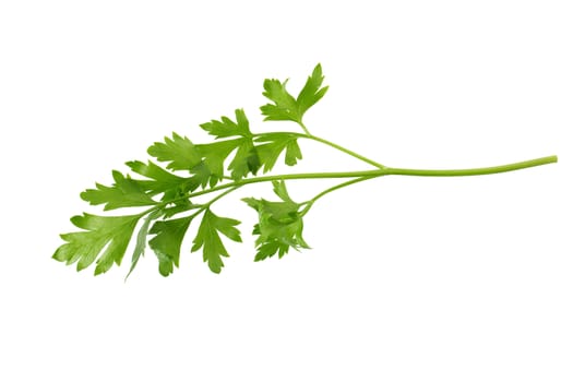 parsley fresh herb isolated on a white background.