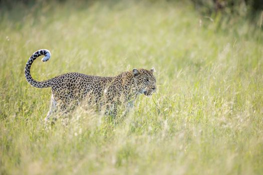 Leopard walking in backlit grass in Kruger National park, South Africa ; Specie Panthera pardus family of Felidae