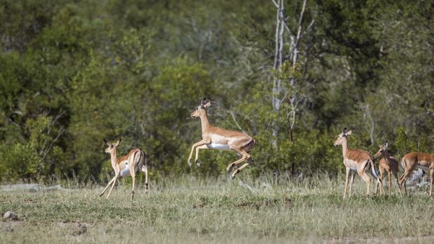 Common Impala running and jumping in Kruger National park, South Africa ; Specie Aepyceros melampus family of Bovidae