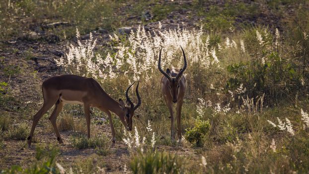 Two Impala in backlit grass in Kruger National park, South Africa ; Specie Aepyceros melampus family of Bovidae