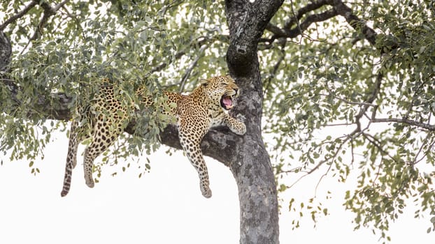 Leopard roaring in a tree in Kruger National park, South Africa ; Specie Panthera pardus family of Felidae