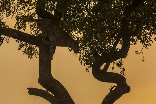 Leopard jumping down a tree in twilight in Kruger National park, South Africa ; Specie Panthera pardus family of Felidae