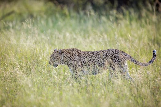 Leopard walking in backlit grass in Kruger National park, South Africa ; Specie Panthera pardus family of Felidae