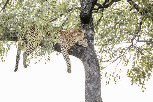 Leopard Lying down in a tree in Kruger National park, South Africa ; Specie Panthera pardus family of Felidae