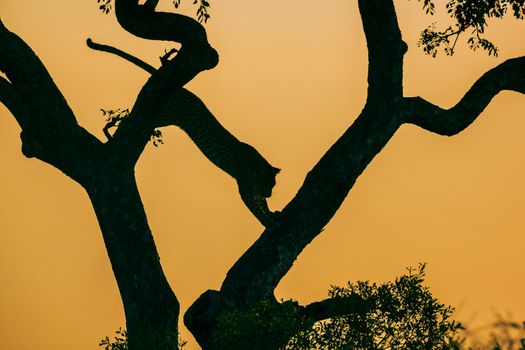 Leopard jumping down at sunset in Kruger National park, South Africa ; Specie Panthera pardus family of Felidae