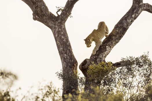Leopard get down a tree in Kruger National park, South Africa ; Specie Panthera pardus family of Felidae