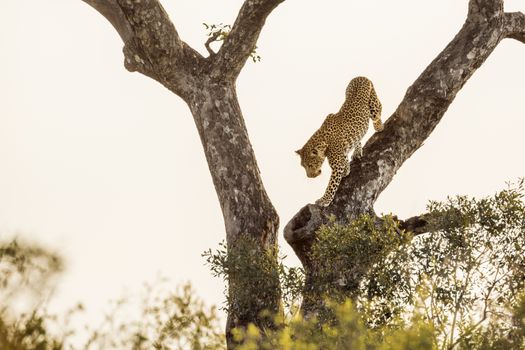 Leopard get down a tree in Kruger National park, South Africa ; Specie Panthera pardus family of Felidae