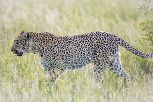 Leopard walking in backlit grass in Kruger National park, South Africa ; Specie Panthera pardus family of Felidae
