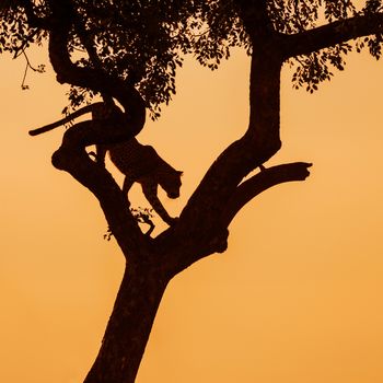 Leopard jumping down a tree in twilight in Kruger National park, South Africa ; Specie Panthera pardus family of Felidae