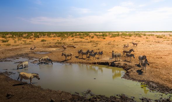 Herd of zebras and oryxes drinking water before sunset at the Olifantsrus waterhole in Etosha National Park, Namibia