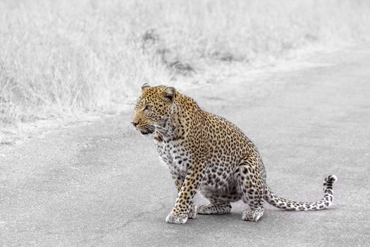Leopard sitting on the road in Kruger National park, South Africa ; Specie Panthera pardus family of Felidae