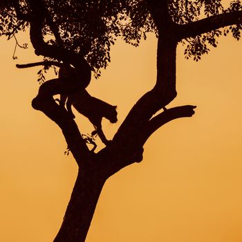 Leopard jumping down a tree in twilight in Kruger National park, South Africa ; Specie Panthera pardus family of Felidae
