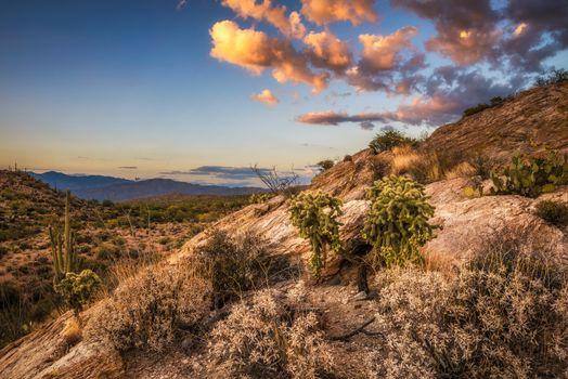 Sunset over cholla and cactuses near Javelina Rocks in Saguaro National Park East near Tucson, Arizona
