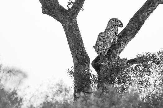 Leopard get down a tree in Kruger National park, South Africa ; Specie Panthera pardus family of Felidae