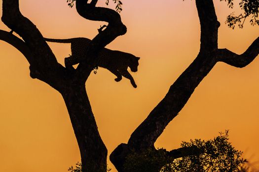 Leopard jumping down at sunset in Kruger National park, South Africa ; Specie Panthera pardus family of Felidae