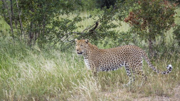 Leopard in green savannah in Kruger National park, South Africa ; Specie Panthera pardus family of Felidae