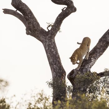 Leopard get down a tree in Kruger National park, South Africa ; Specie Panthera pardus family of Felidae