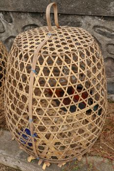 Brown fighting cock in wicker basket made of bamboo. Adept to win or die in a duel with his opponent. Cockfighting is traditional gambling entertainment on the island of Bali. Popular illegal gambling