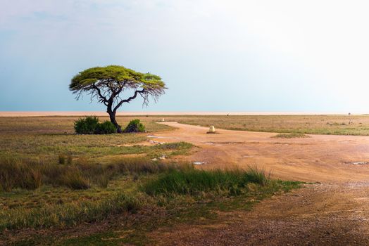 Lonely acacia tree and an empty road during sunset in Etosha National Park, Namibia, Africa