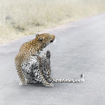 Leopard scratching on the road in Kruger National park, South Africa ; Specie Panthera pardus family of Felidae