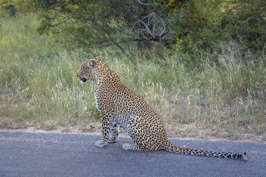 Leopard sitting on the road in Kruger National park, South Africa ; Specie Panthera pardus family of Felidae